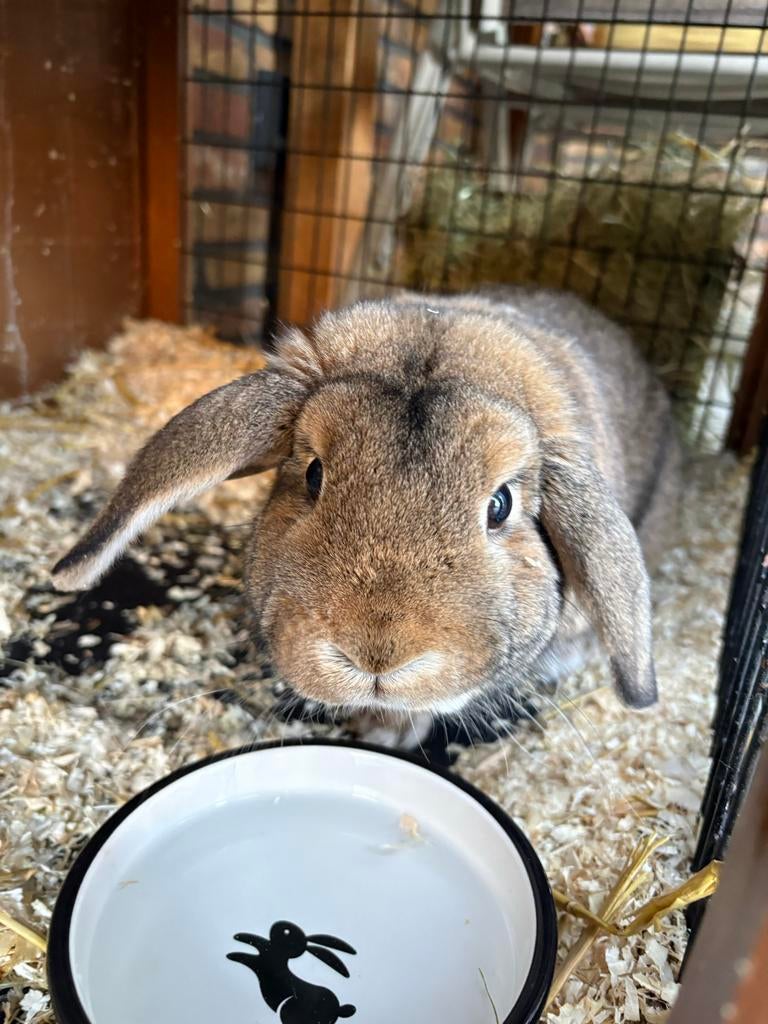 Lief konijn incl. hok en toebehoren, Dieren en Toebehoren, Konijnen, Mannelijk