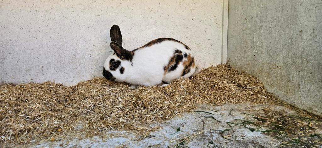 Rijnlander middelgroot te koop, Mannelijk, Middelgroot, 0 tot 2 jaar