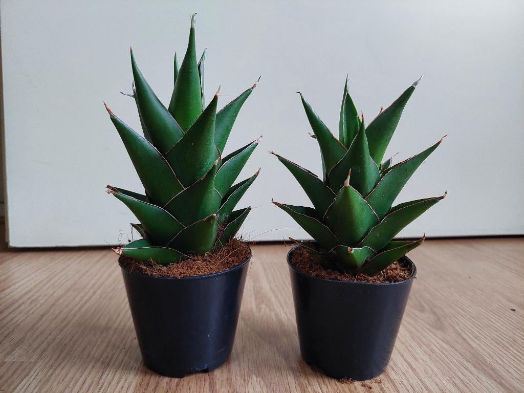 Sansevieria (Pinguicula?) - Sanseveria / Vrouwentong H: 20cm, Ophalen, Vetplant, Halfschaduw, Minder dan 100 cm