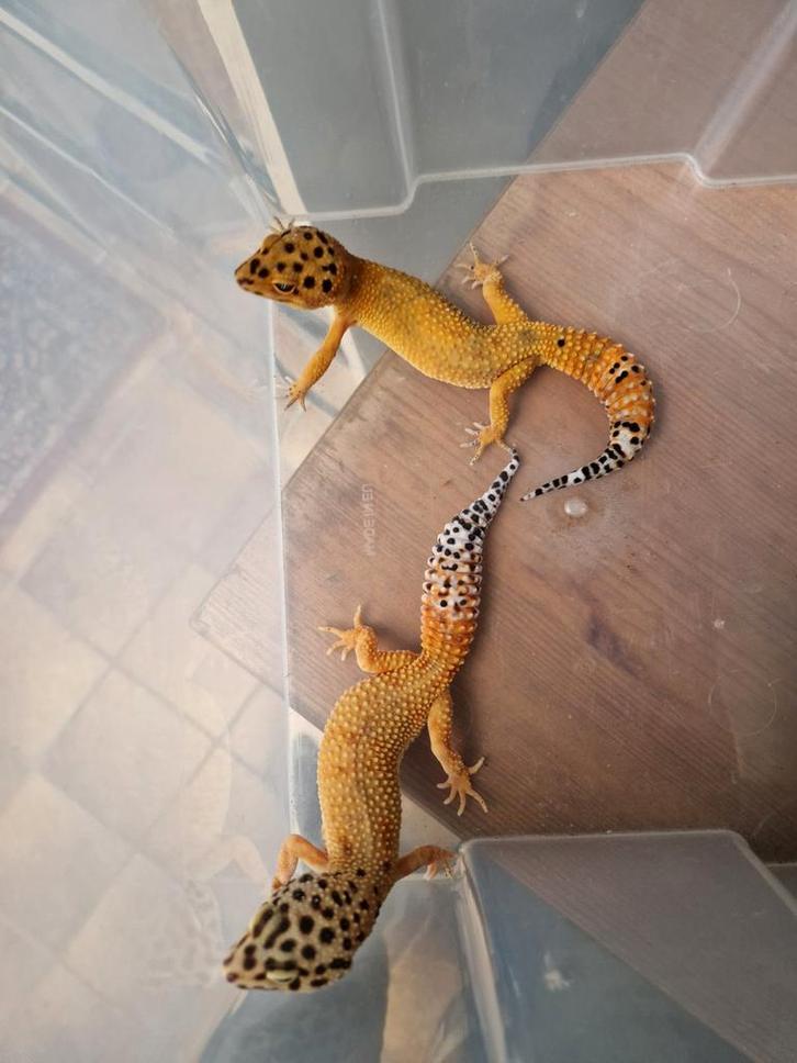 Luipaardgekko vrouw Leopard Gecko - female for sale from hofman
