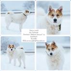 Reu lief zoekt een thuis adoptie, Particulier, Buitenland, Parvo, Eén hond