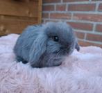 Konijnen vakantie opvang, Ophalen, Nieuw, Verzorging