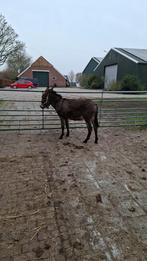 Ezel hengst 2.5 jaar, Dieren en Toebehoren, Hengst, 0 tot 2 jaar