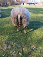 SWIFTER JAARLING MET 2 LAMMEREN VAN TEXELAAR, Vrouwelijk, Schaap, 0 tot 2 jaar