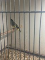 Zwartkop sijs, Dieren en Toebehoren, Vogels | Overige Vogels, Mannelijk