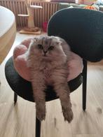 Huisdier en boerderijdier oppas aangeboden, Dieren en Toebehoren