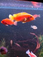 Malawi Cichliden Mbuna, Vis