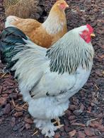 Brahma Haan te koop, Dieren en Toebehoren, Mannelijk, Kip