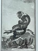 OUD 1770 Mangabey met witte kraag aap., Antiek en Kunst, Ophalen of Verzenden