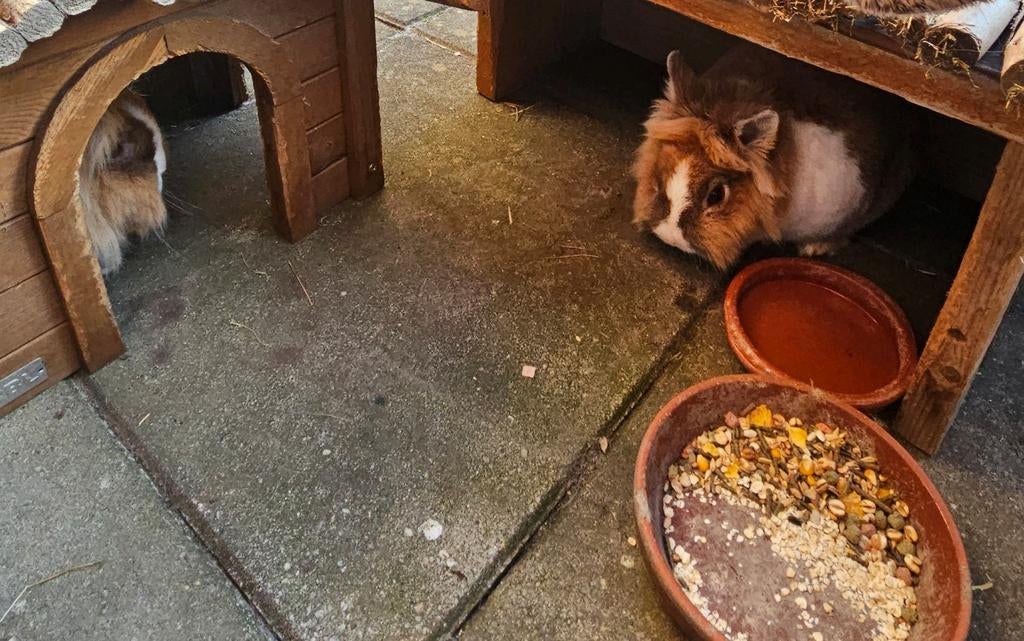 Gezocht dierenoppas konijnen verzorging, Ophalen of Verzenden