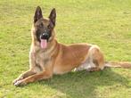 Mechelse herder reu afgerichte politiehond & bewakingshond, Parvo, Meerdere, Meerdere dieren, 3 tot 5 jaar