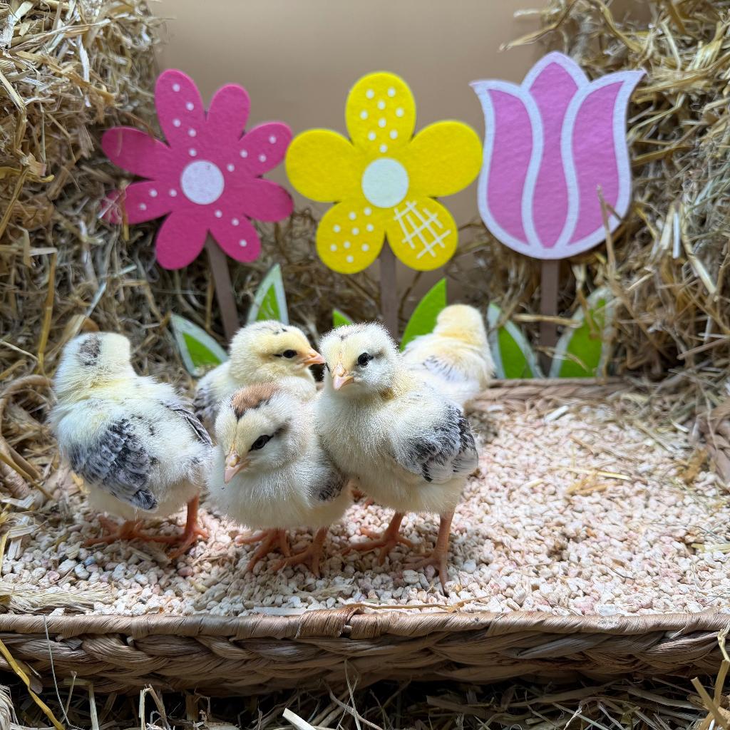 Jonge tamme Sussex kuikens gesekst & ingeënt, Dieren en Toebehoren, Vrouwelijk, Kip