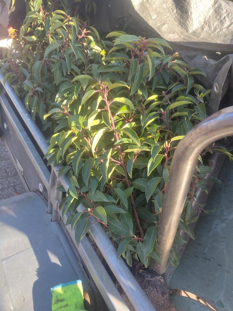 Portugese laurier, Tuin en Terras, Planten | Struiken en Hagen, Ophalen of Verzenden, Laurier, Minder dan 100 cm