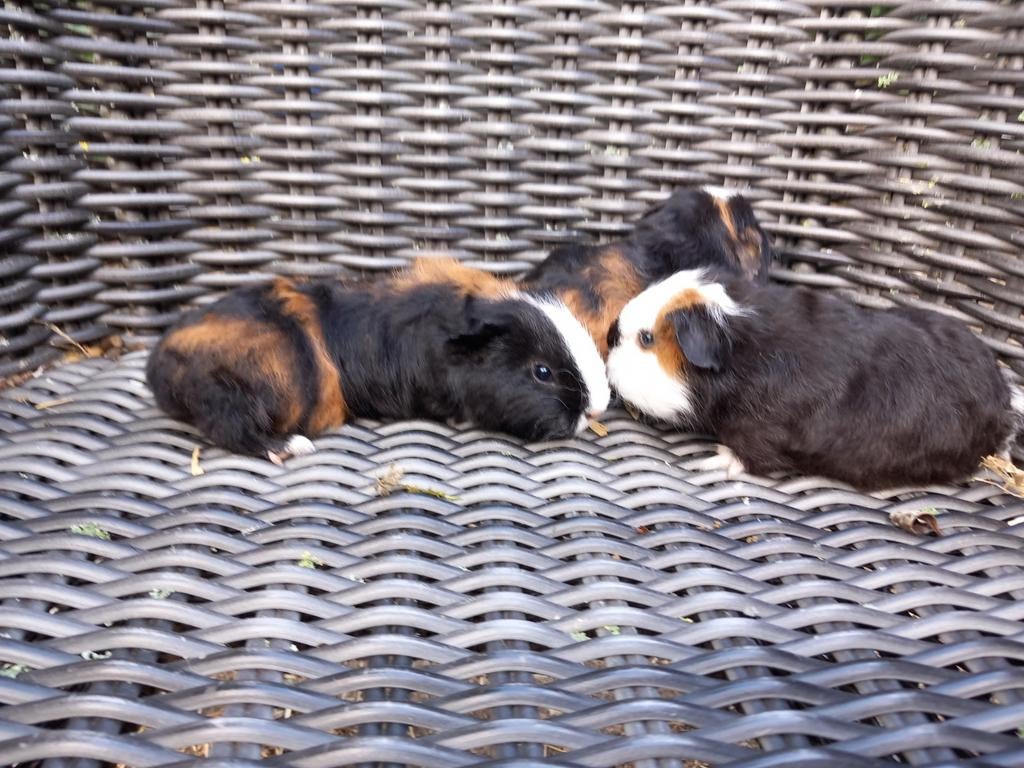 Prachtige ch teddy beertjes, Dieren en Toebehoren, Knaagdieren, Mannelijk, Tam, Maart, Cavia
