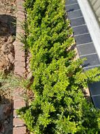 Ilex haag, Ophalen of Verzenden