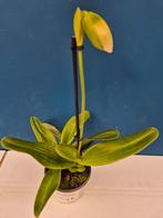 Orchidee Paphiopedilum p9 (13)
