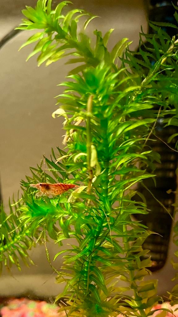 Vuurgarnalen Neocaridina davidi, Ophalen, Zo goed als nieuw, Overige typen