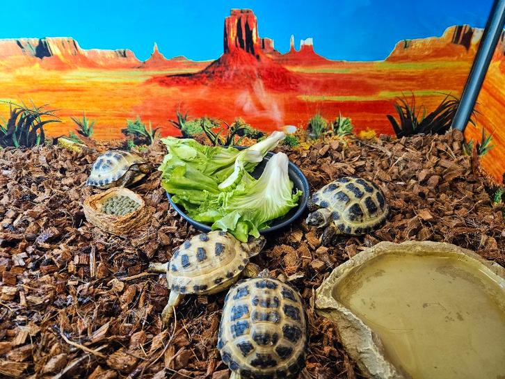 Testudo horsfieldii Russische vierteenlandschildpad Tortoise - unknown for sale from TerShop