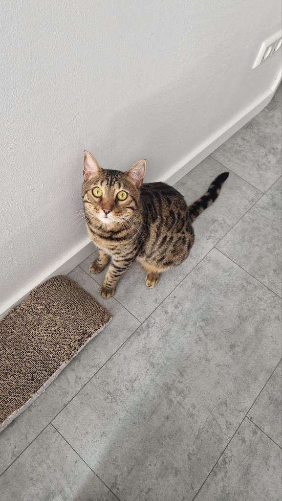 Bengaalse kat van 3 jaar, Dieren en Toebehoren, Katten en Kittens | Overige Katten, Kater