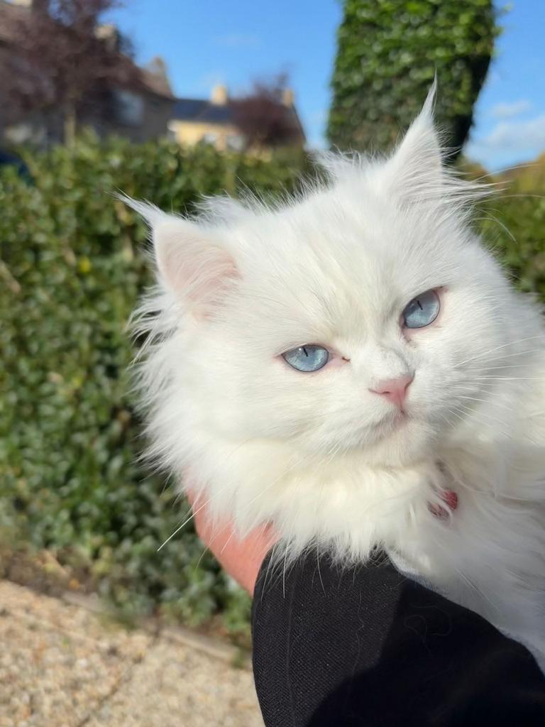 VERMIST in Zaltbommel, Kat