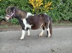Lieve drachtige shetlander merrie, Merrie, Niet van toepassing, A pony (tot 1.17m), Recreatiepony