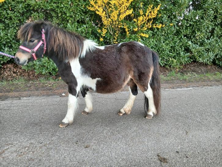 Lieve drachtige shetlander merrie, Dieren en Toebehoren, Pony's, Merrie, Niet van toepassing, A pony (tot 1.17m), Recreatiepony
