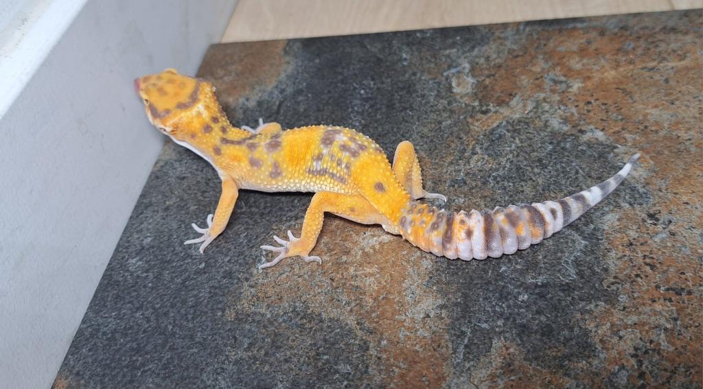 Luipaardgekko man, Tangerine Tremper Albino, Hagedis, Tam, 0 tot 2 jaar