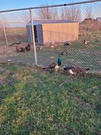 Blauwe pauw haan, Dieren en Toebehoren, Mannelijk, Kip