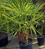 palmboom Trachycarpus Fortunei, Minder dan 100 cm, Zomer, Palmboom, Ophalen
