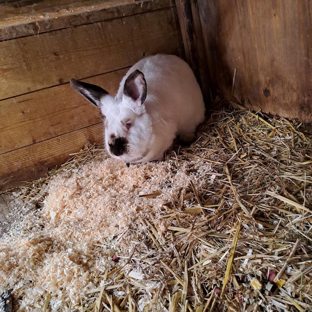 Californian voedster, Dieren en Toebehoren, Konijnen