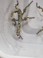 Te koop  jonge exatosoma tiaratum innisfall, Dieren en Toebehoren