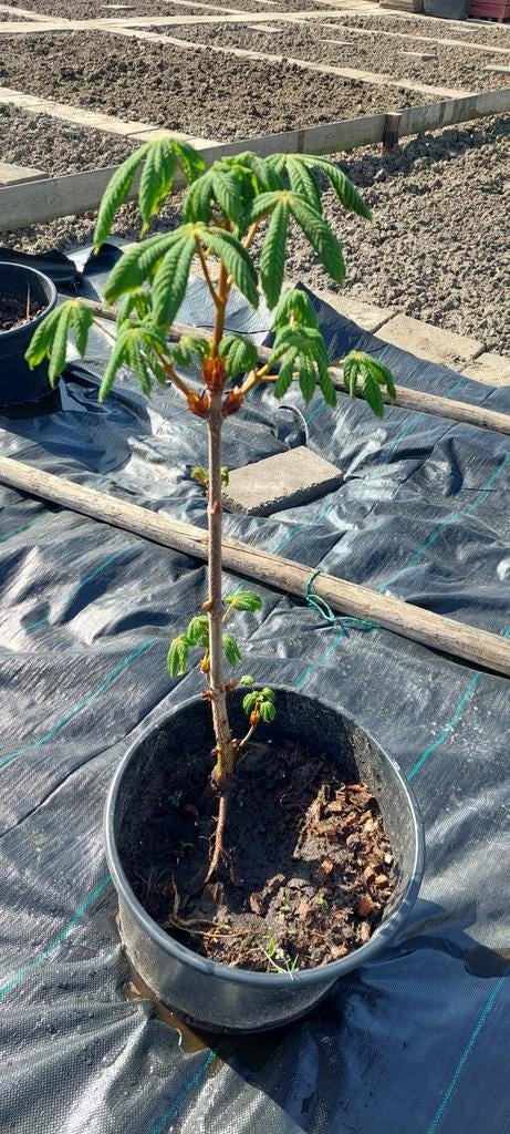Kastanjeboom, Overige soorten, Minder dan 100 cm, Zomer, Ophalen