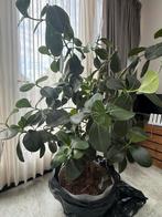 Grote Clusia Rosea (Varkensboom) Luchtzuiverende Kamerplant, Vaste plant, Bloeit niet, Halfschaduw, Ophalen