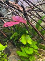 Aquariumplant nymphaea sp. Peru Puerto-Maldonado, Ophalen, Nieuw, Plant(en), Steen of Hout