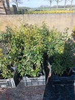 PORTUGESE LAURIEREN POTGEKWEEKT CA 70 CM TOT 90 CM, Ophalen, Bloeit niet, Halfschaduw, Overige soorten