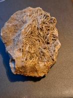 Bariet, Ophalen of Verzenden, Hond