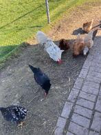 Te koop broedeieren legkippen, Dieren en Toebehoren, Pluimvee, Geslacht onbekend, Kip