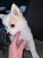 Keeshond  2x reu 2x teefjes, Keeshond, 8 tot 15 weken, Parvo, Meerdere