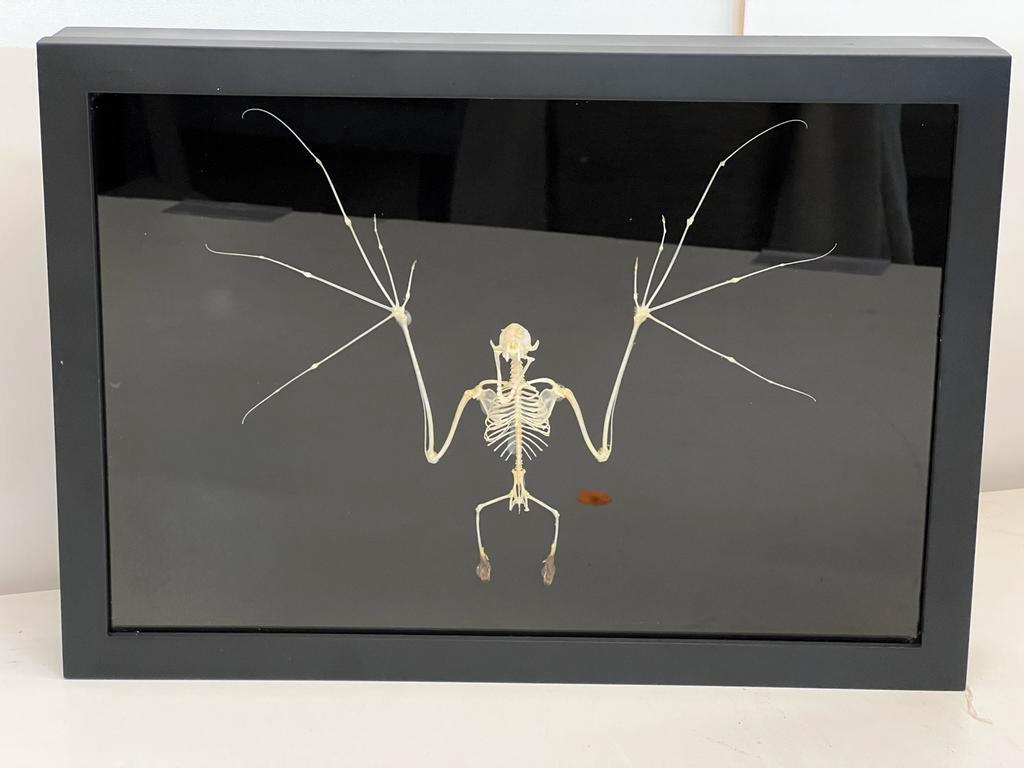 VLEERMUIS SKELET XL, Verzamelen, Dierenverzamelingen, Ophalen of Verzenden, Nieuw, Overige typen