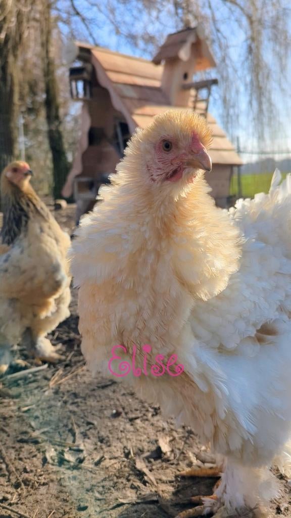 Broedeieren brahma krul kippen krulveer, Dieren en Toebehoren, Kip