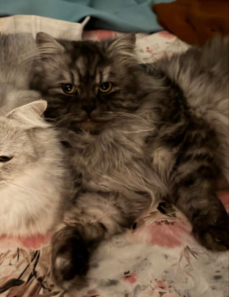Twee lieve katten zoeken een warm nieuw thuis, Dieren en Toebehoren, Katten en Kittens | Overige Katten, Meerdere dieren, Langharig