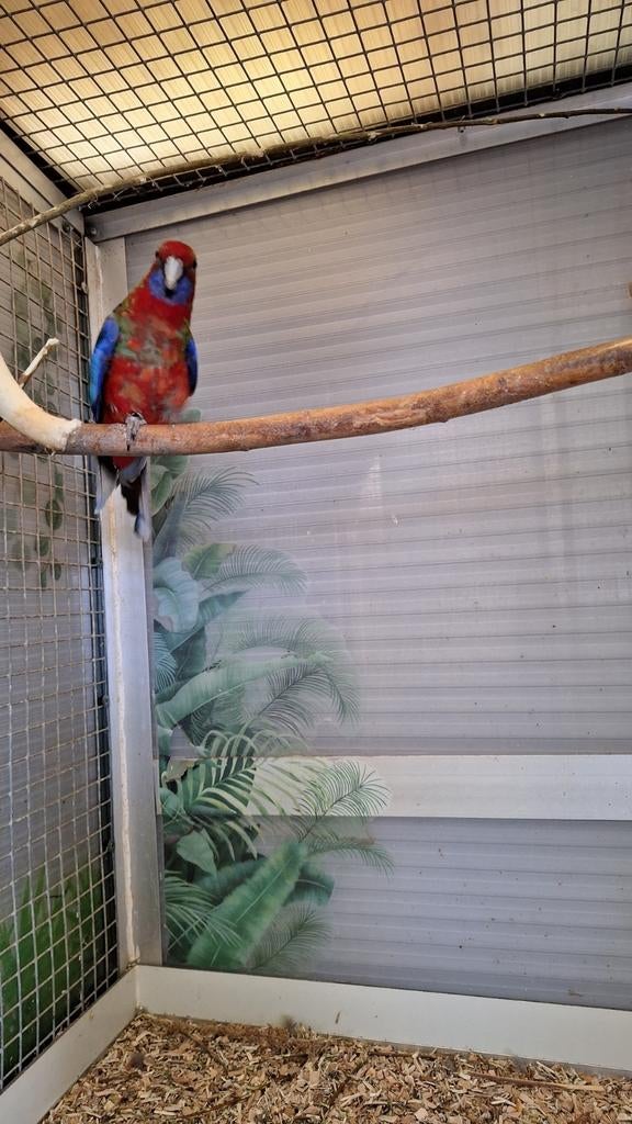 Pennant Rosella, Dieren en Toebehoren, Vogels | Parkieten en Papegaaien, Vrouwelijk, Parkiet, Geringd