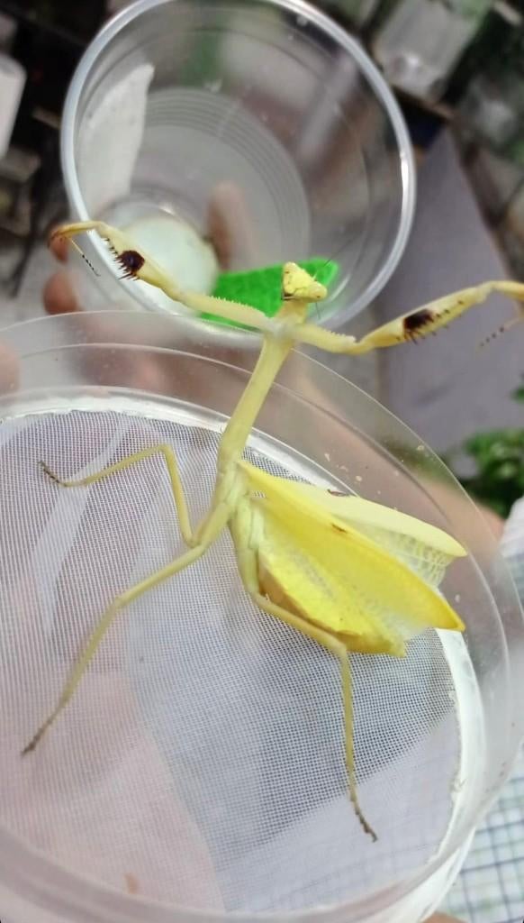 bidsprinkhaan, Dieren en Toebehoren, Insecten en Spinnen