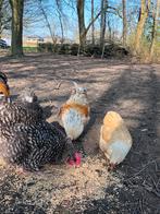 Mooie hanen!, Dieren en Toebehoren, Mannelijk, Kip