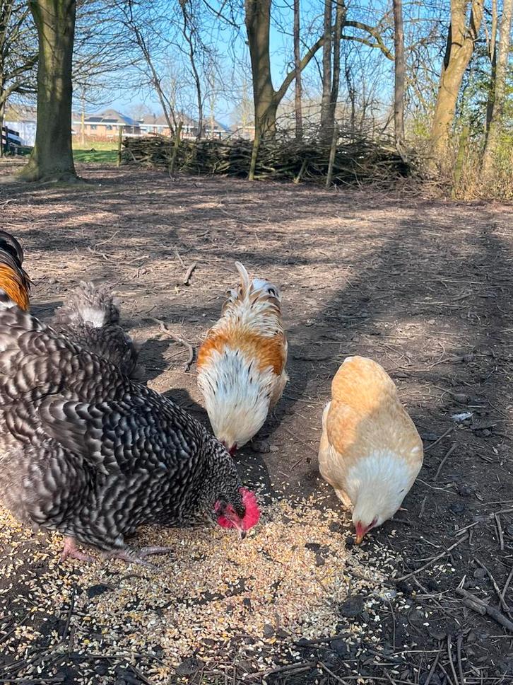 Mooie hanen!, Dieren en Toebehoren, Pluimvee, Kip, Mannelijk