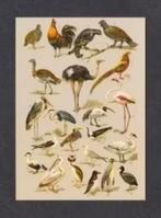 Vogels Meeuwen Pinguïn Reiger Fazant Kip Korhoen Ibis., Ophalen of Verzenden, 1980 tot heden, Ongelopen, Vogel