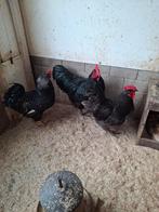 Hanen, Dieren en Toebehoren, Pluimvee, Mannelijk, Kip