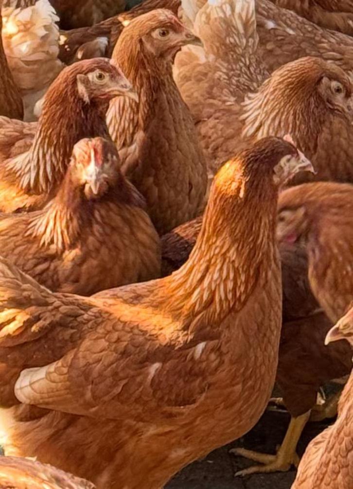 blije leghennen direct beschikbaar 19 wkn, Dieren en Toebehoren, Pluimvee, Kip, Vrouwelijk
