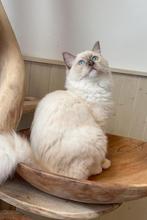 lieve chocolate mink mitted ragdoll dekkater cinnamon drager, 0 tot 2 jaar