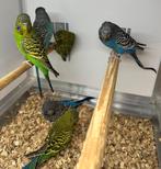 Blackface parkieten, Meerdere dieren, Parkiet